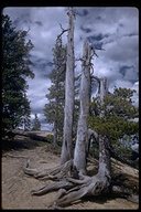 Tall Lodgepole Pine