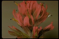 Castilleja parviflora var. oreopola