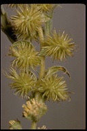Ambrosia ambrosioides