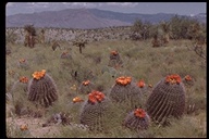 Southwest Barrel Cactus