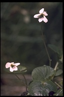 Viola blanda var. palustriformis