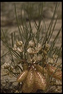 Astragalus ceramicus