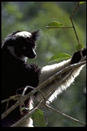 Indri indri
