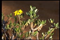 Pachypodium rosulatum ssp. gracilius