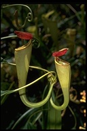 Nepenthes madagascariensis