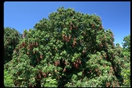Litchi Nut Tree