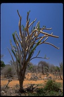 Didierea tuleariensis