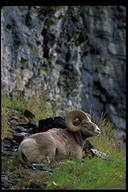 Ovis canadensis