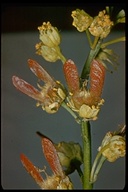 Acer macrophyllum