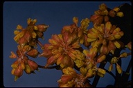 Sulphur-flowered Eriogonum