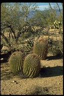 Echinocactus sp.