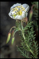 Oenothera coronopifolia