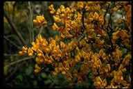 Cytisus scoparius ssp. scoparius f. andreanus