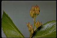 Leptarrhena amplexifolia