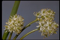 Tofieldia glutinosa ssp. occidentalis