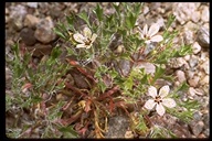 Langloisia setosissima ssp. punctata