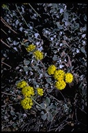 Eriogonum umbellatum var. polyanthum