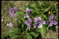 Viola adunca