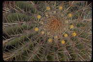 Ferocactus stainesii
