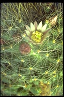 Mammillaria wildii