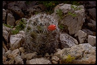 Graham's Nipple Cactus