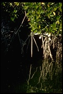 American Mangrove