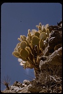 Opuntia chlorotica