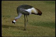 Gray Crowned-crane