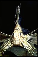 Pterois volitans