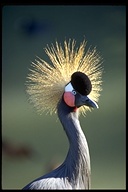 Sudan Crowned Crane