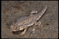 <strong>Location:</strong> Desert Tortoise Reserve (San Bernardino County, California, US)<br /><strong>Author:</strong> <a href="http://calphotos.berkeley.edu/cgi/photographer_query?where-name_full=Gerald+and+Buff+Corsi&one=T">Gerald and Buff Corsi</a>