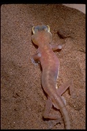 Namib Web-footed Gecko