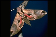 Grapevine Sphinx Moth