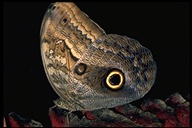 Owlhead Butterfly