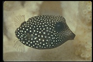 Whitespotted Boxfish