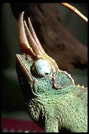 Trioceros jacksonii xantholophus
