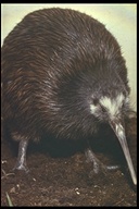 Common Brown Kiwi
