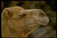 Camelus sp.