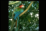 Red And Green Macaw