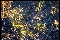 Astragalus monoensis
