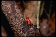 Oophaga pumilio