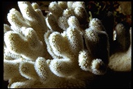 Yellow Finger Coral