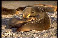 Galapagos Sea-lion