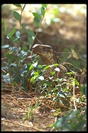 Varanus albigularis