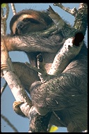 Bradypus tridactylus