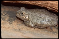 Hyla arenicolor