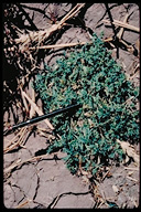 Lepidium coronopus