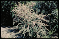 Common Salttree
