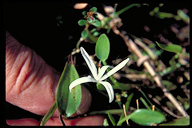 Heteranthera limosa