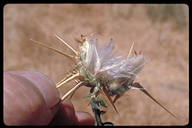 Centaurea iberica x c. calcitrapa